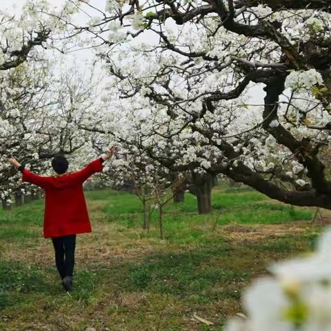 梨花又开放——纪念上海知青赴砀山果园场五十周年