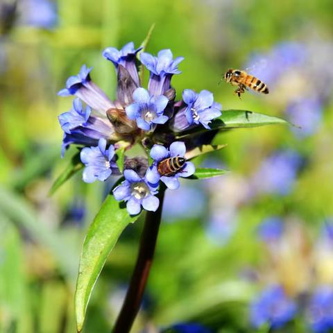 药花盛开满庭芳 李氏故里邀君来