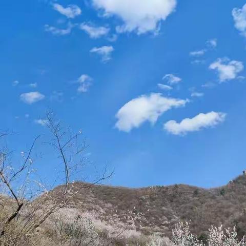 榆木岭长城赏桃花