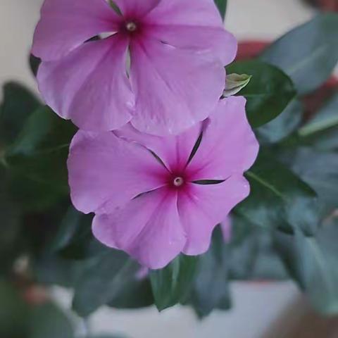 花花的世界
