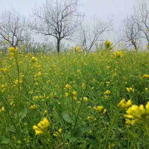 寻找春天的气息，亲近大自然。