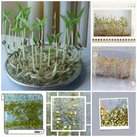 【小作业 大思考】豆芽成长记