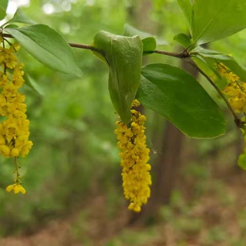 坚定不移的蚊子