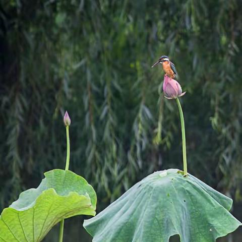 花中君子来哪方，婷婷玉立展娇容。暖日和风香不尽，伸枝展叶碧无穷。纵使清凉遮炎夏，为甚委靡躲寒冬。