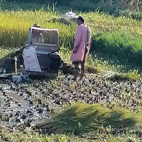 稻谷金黄成熟庆秋收                              人生中年青涩忆丰年