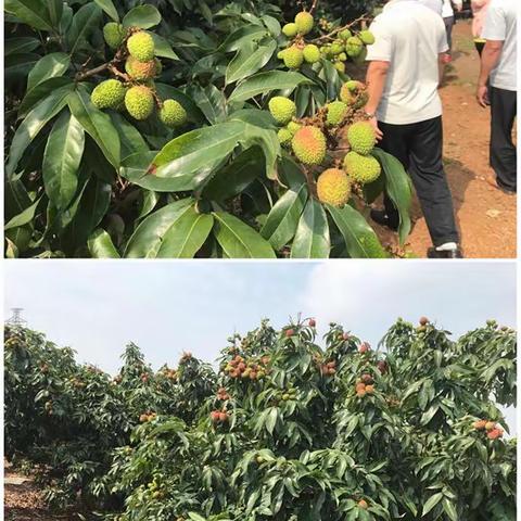 澄迈县热作局开展2020年荔枝种植技术管理培训班-大丰镇站（5）