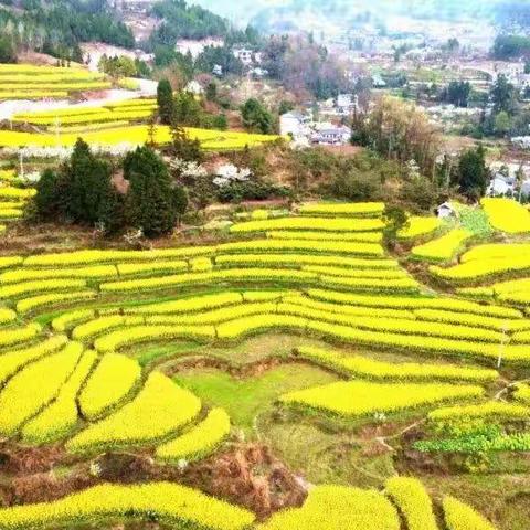 春日好风景    绮园佳卉馨