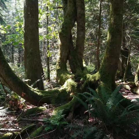 20220728温哥华旅游