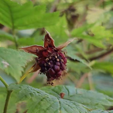 20220729温哥华旅游