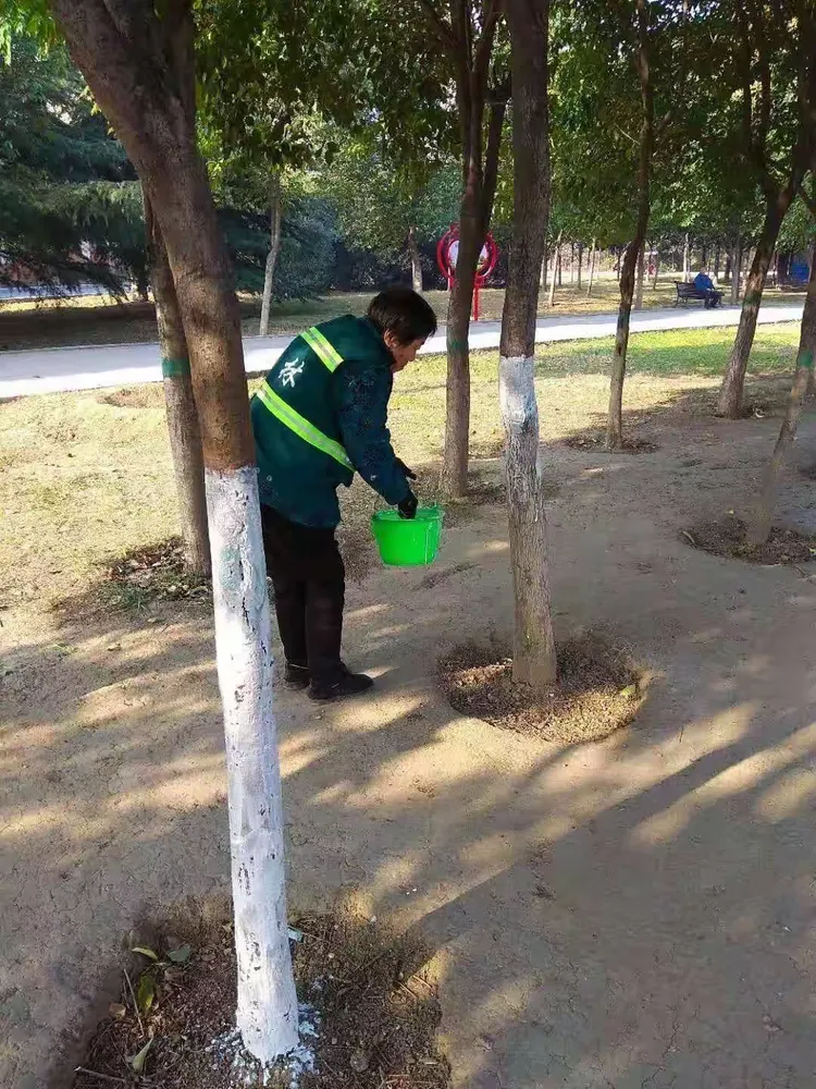 河滨广场养护队正在进行树木刷白、大型树木修剪及悬挂“学习绿化条例”横幅