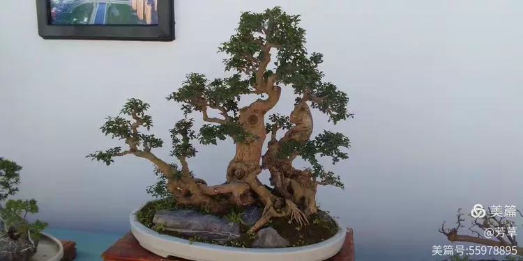 黄荆盆景造型图片欣赏