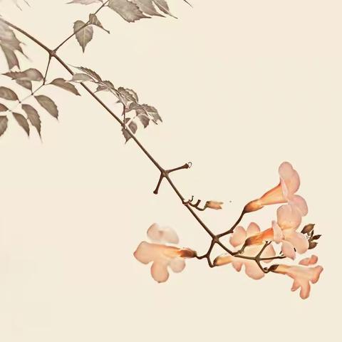 又到凌霄盛开时