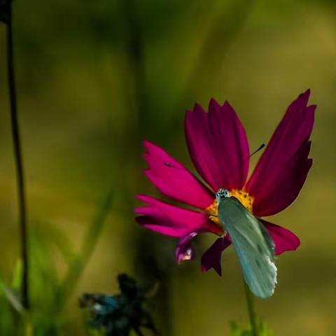 “幸福之花”格桑花