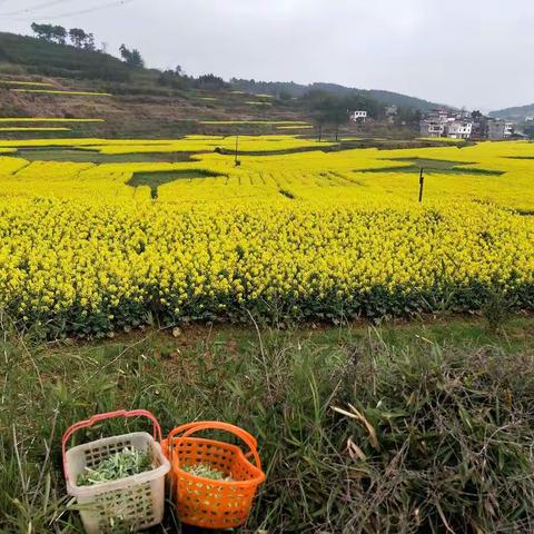 遍地黄金