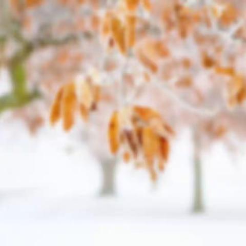 2021 夏 - 年中总结