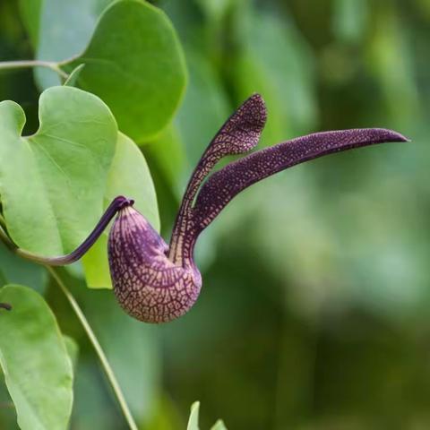花卉中的奇花《麻雀花、烟斗花》
