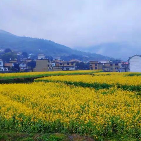 爱绿  护绿 从我做起——鸡冠山乡流源小学植树节主题活动