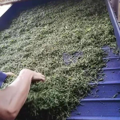 我爱春茶的苦，也爱夏茶的涩，更爱秋茶的馥郁。