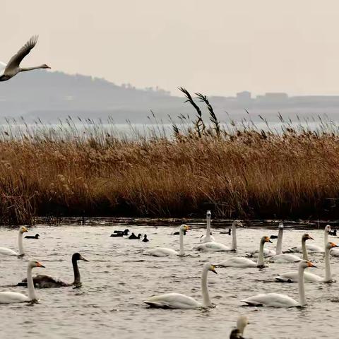 请你一起到荣成看天鹅