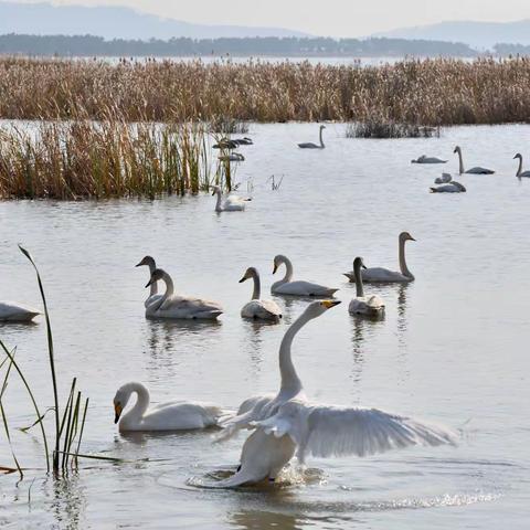 山东荣成天鹅湖