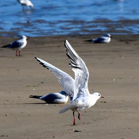银滩海边的海鸥