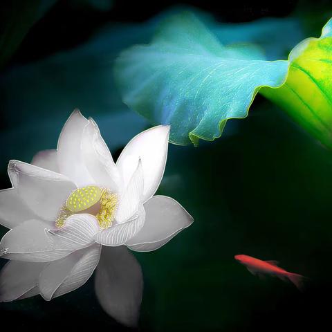 画意摄影一菏韵悠悠