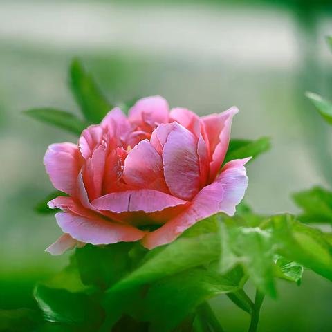 侯虎胜的牡丹作品