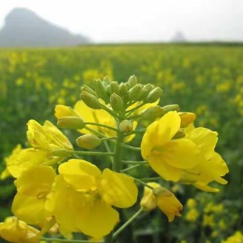 【寻找春天】满地尽披黄金甲