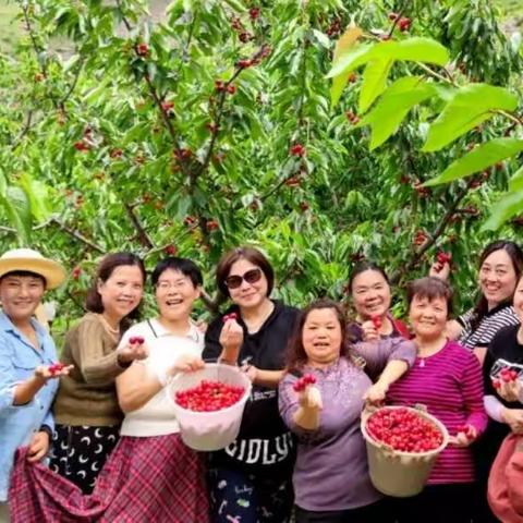 采摘车厘子的季节