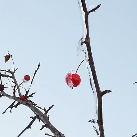 一场冰雨送来的景色