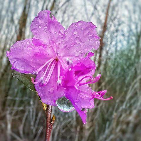 北国报春之花达子香