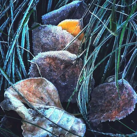 今年的霜降是十月二十三日，天有不测风云十月四日霜降就来了，一组霜降带来的小景与你欣赏！