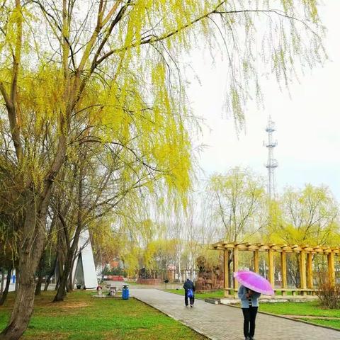 一树春风千万枝,嫩于金色软于丝。——白居易