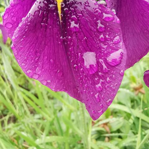 雨后的鸢尾花一一阴雨天的光线均匀柔和，高饱和度的色彩和落在花瓣上的雨水都为花儿增添了均味。