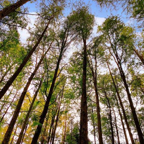 初秋的共青森林公园