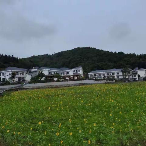 全镇人居环境整治工作督查日志