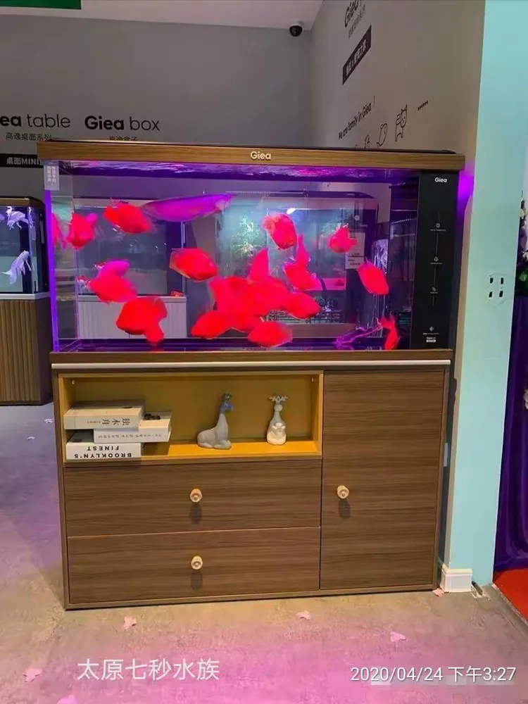 高逸鱼缸实景美图