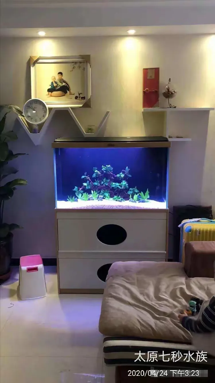 高逸鱼缸实景美图