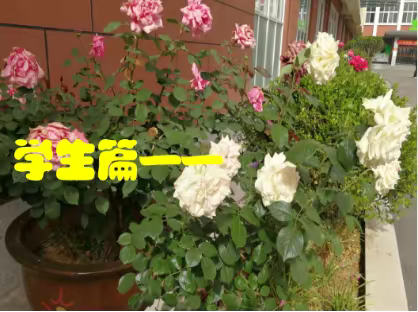 【心理健康教育】千里同好 坚于金石——临沂第二十中学