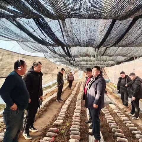 【突泉县六户镇】羊肚菌喜获丰收  迸发致富新动能