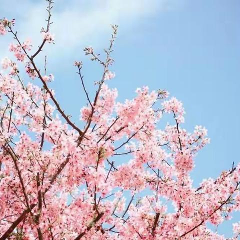 线上测试助教学，家校合力谋发展——实验中学初二年级第一次线上教学检测纪实