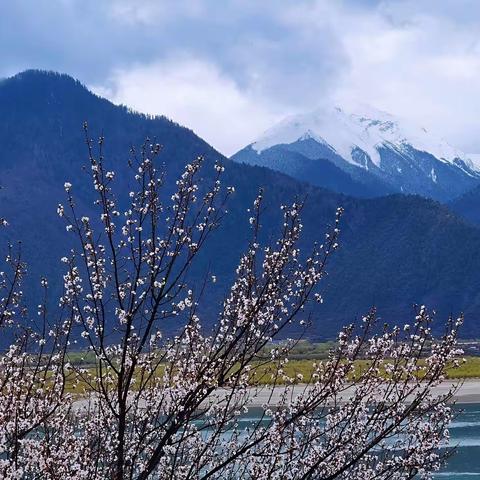 自驾西藏—林芝桃花