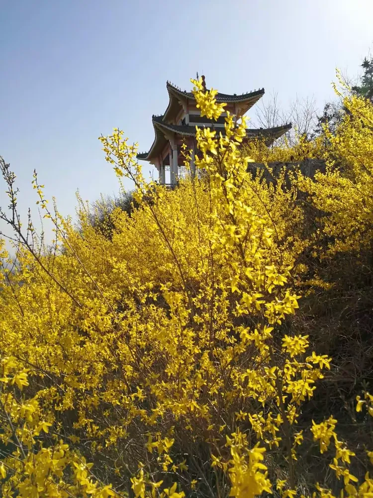 金色洒满菊花山