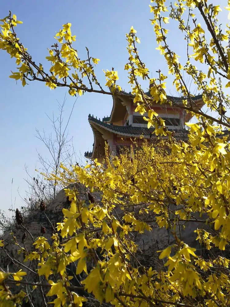 金色洒满菊花山