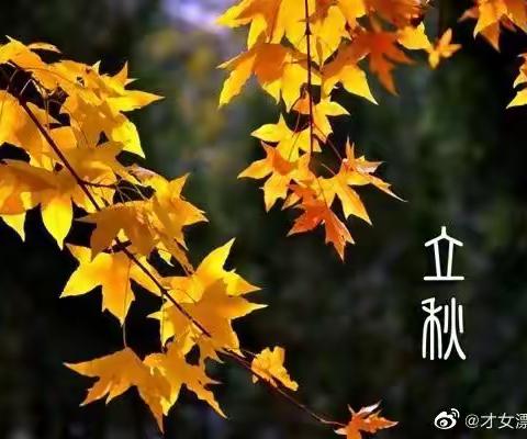 【立秋】是赴一场与时节的盟约。伴随落叶匆匆的落地，洁净相忘那是一种领悟。四季的更替是自然循环的规律。