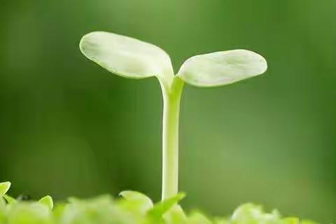 线上课堂赏风采，共同教研促成长——记夏邑县第五小学英语组教研活动