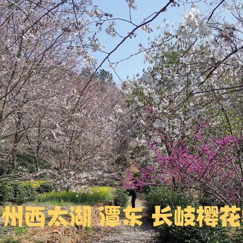 长岐看樱花  2023年3月15日