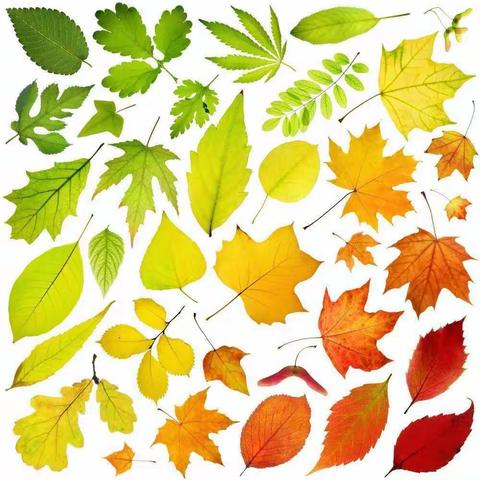 西政幼儿园小班今日小课堂——树叶印画