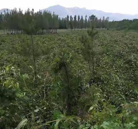 部分重大工业项目进展情况