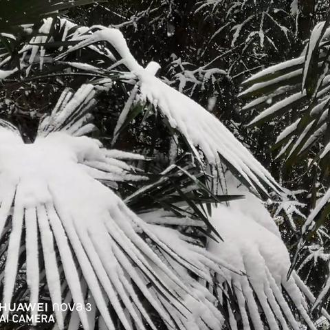 等一场雪